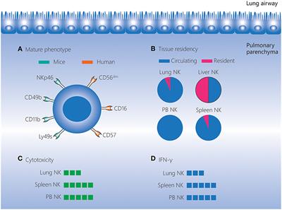 Frontiers | Natural Killer Cells In The Lungs